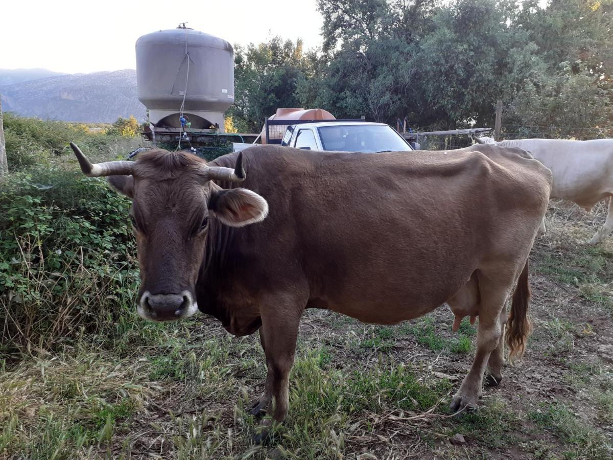 Agriturismo Codula Fuili Villa Cala Gonone Kültér fotó